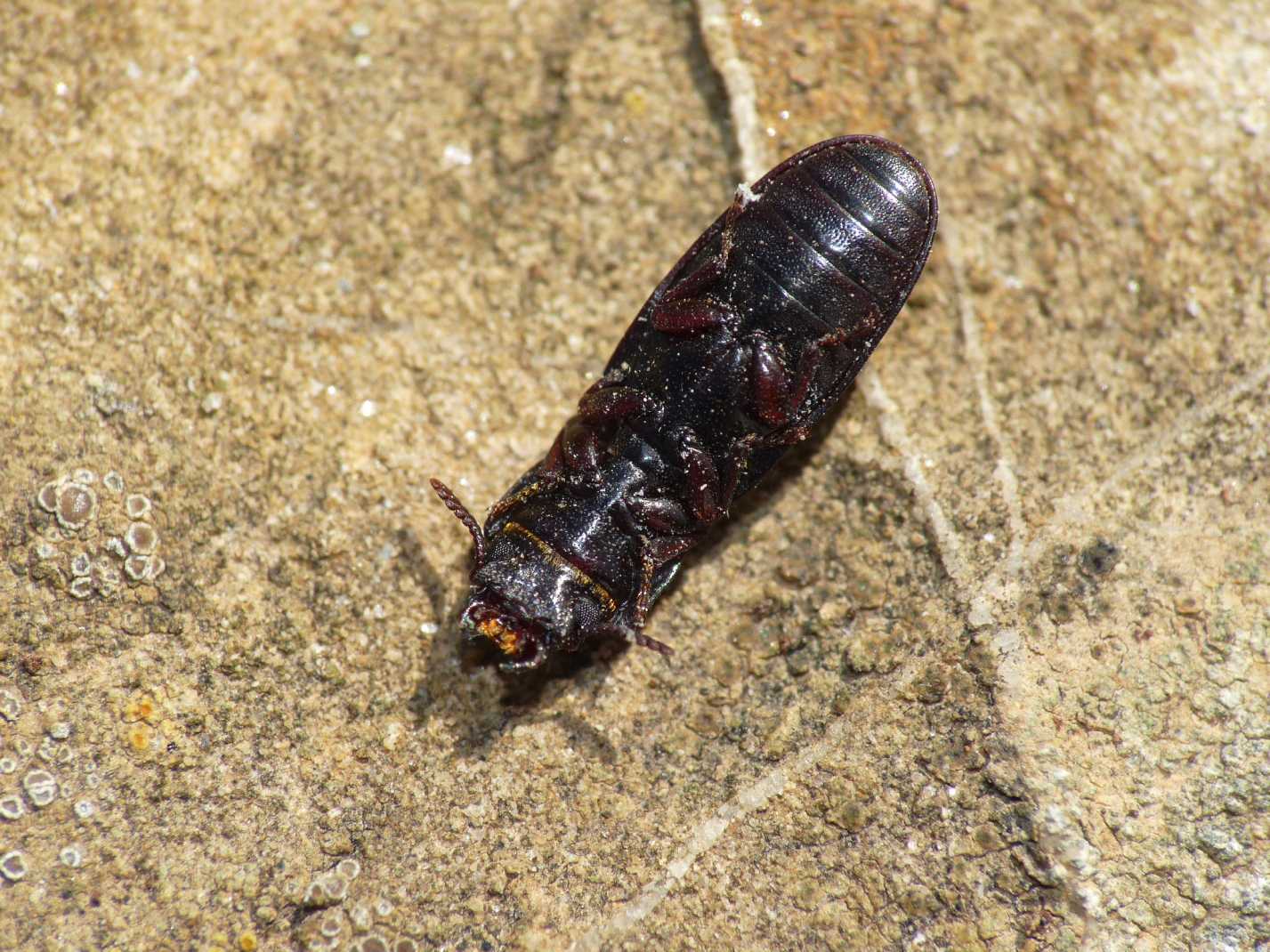 Tenebroides cf. mauritanicus